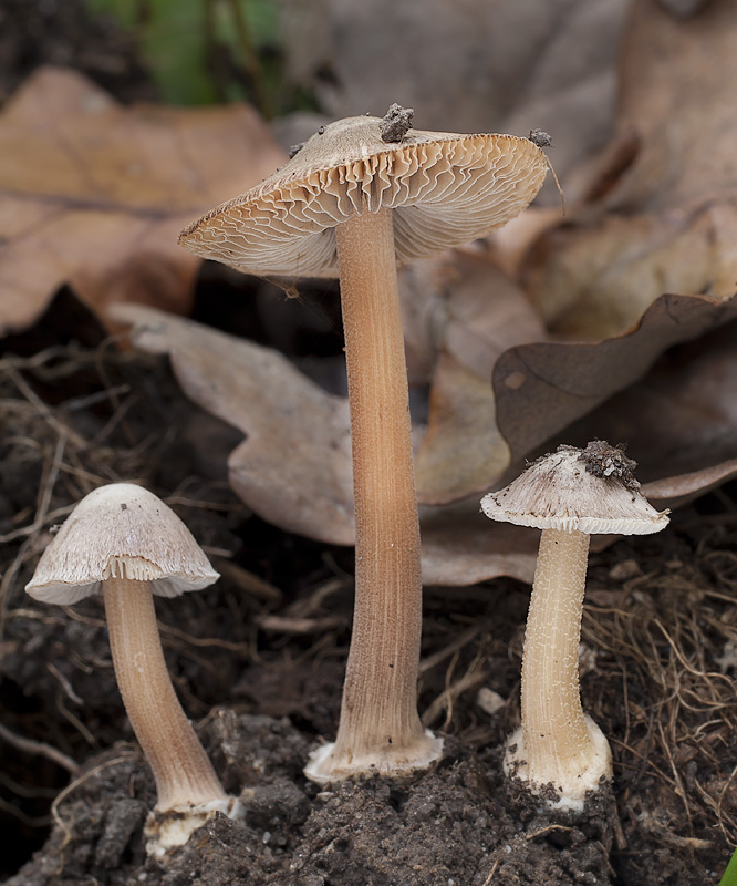 Inocybe asterospora